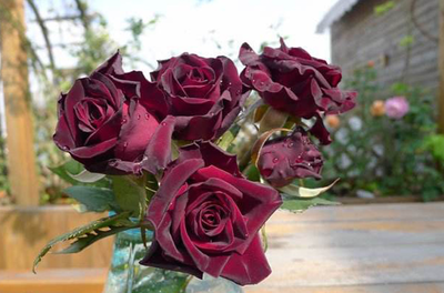 玫瑰颜色花花语和寓意,玫瑰不同颜色花语和寓意