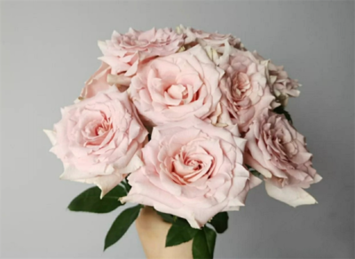 15朵粉玫瑰花语是什么意思,15朵粉色玫瑰代表什么意思