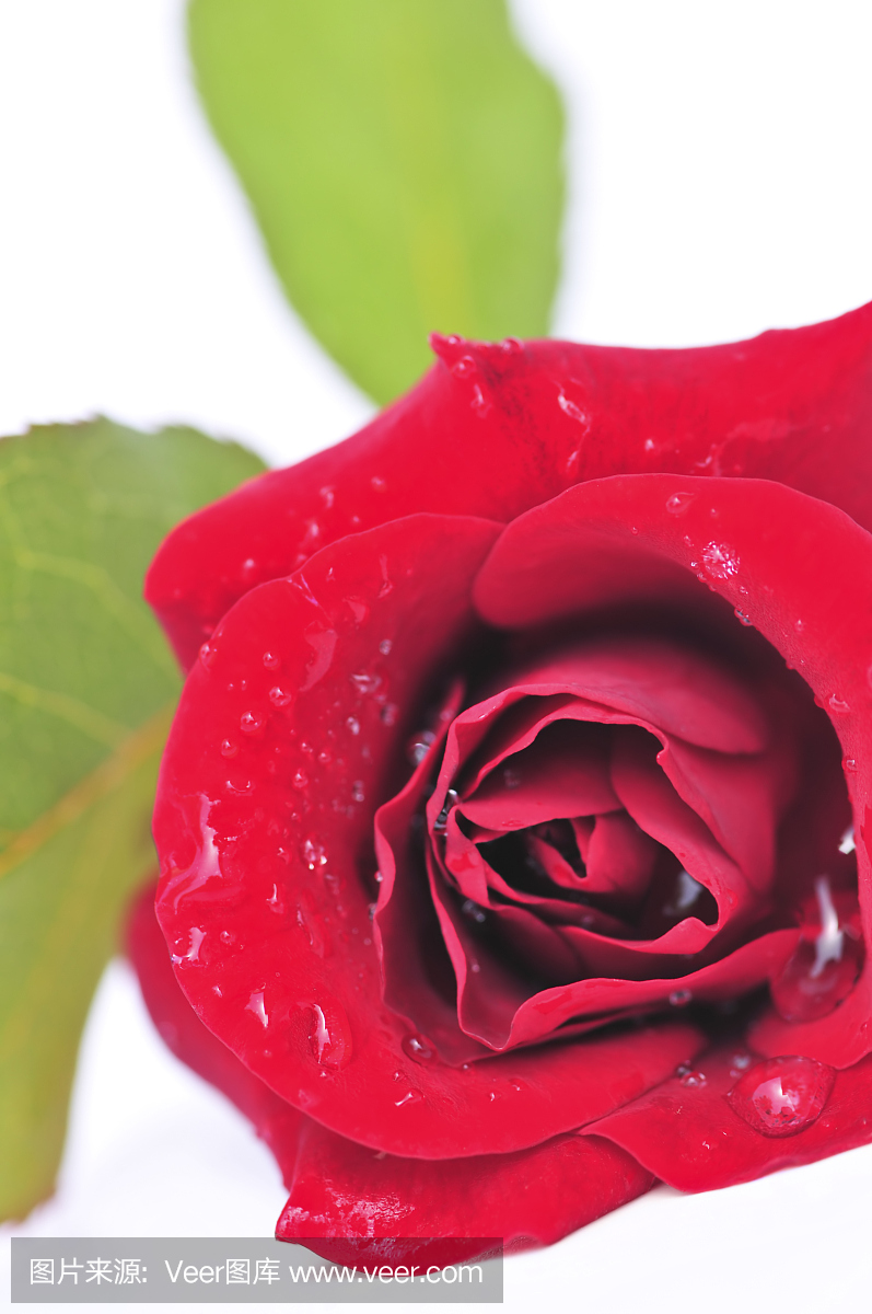 玫瑰花的种类有多少种,玫瑰花的种类有多少种名字