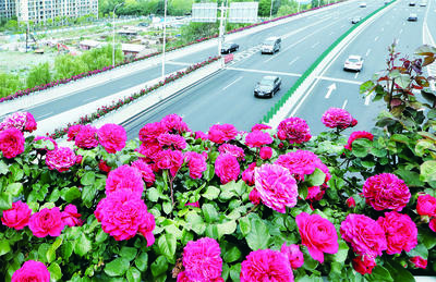 南京市花是哪种花,南京市花象征意义