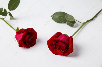 红玫瑰含义,红玫瑰象征意义