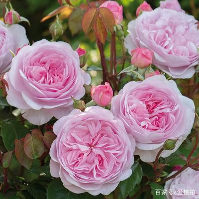 玫瑰花品种名称,进口玫瑰花品种图片及名称