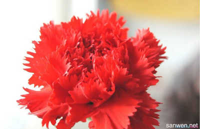 红色康乃馨代表什么花语,红色康乃馨寓意是什么意思