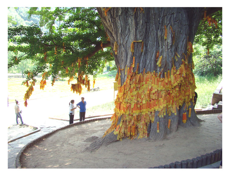 中国最大的银杏树,中国最大的银杏树排名