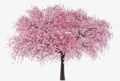 樱花树的图片,樱花树的图片价格高清
