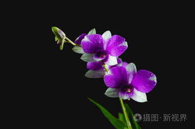 紫罗兰花的图片,紫罗兰花的图片以及它的花语