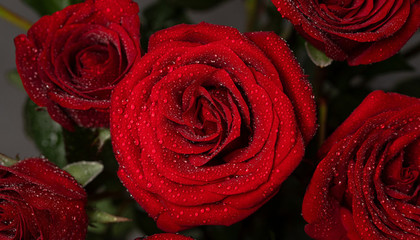 红色玫瑰花语和寓意,红色玫瑰的花语是什么意思