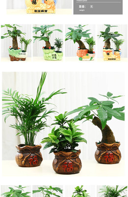 室内植物花卉盆栽图片及名称,室内花卉盆栽什么植物最好